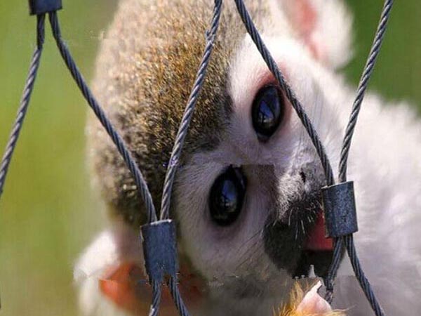 Animal safety fence